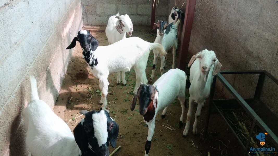 Nice  and shaining goat supper quality 