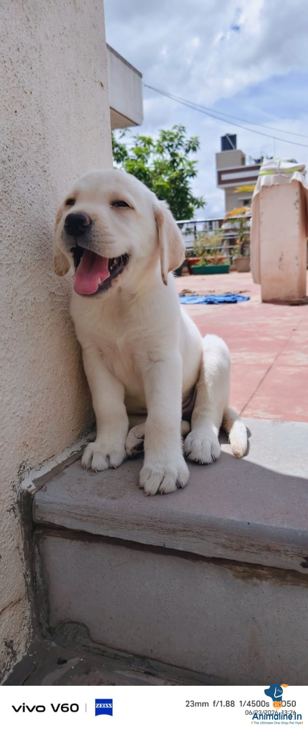 2 months old
