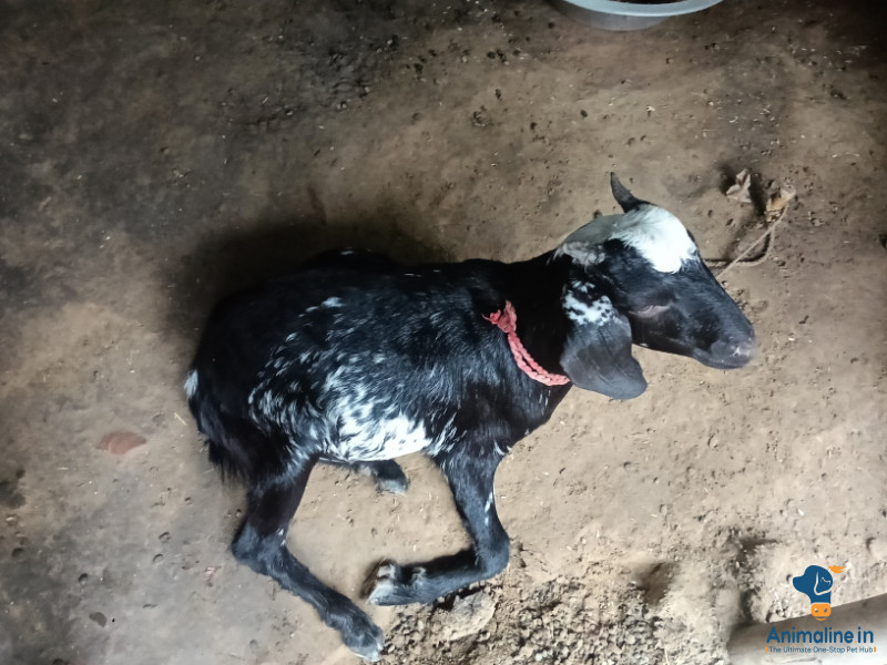 Ye bakra ache nasl ka hai or ye chokar khata hai or bhusa bh