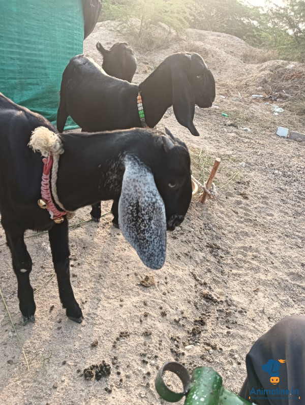 ಪ್ರೀಮಿಯಂ Beetal Goat {}