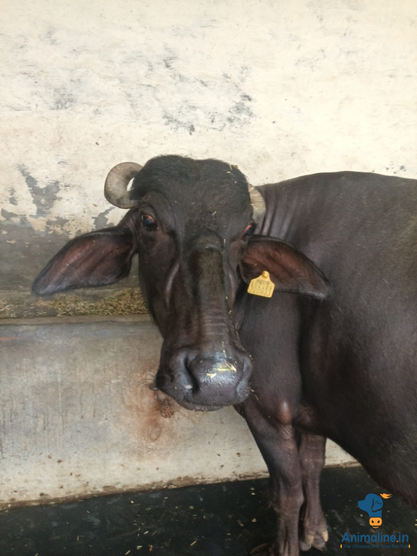 Healthy and Active  Murrah for Sale