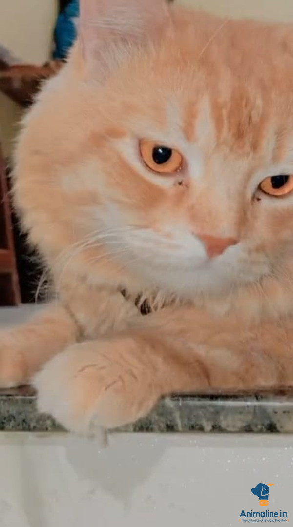 1 years old cat 
