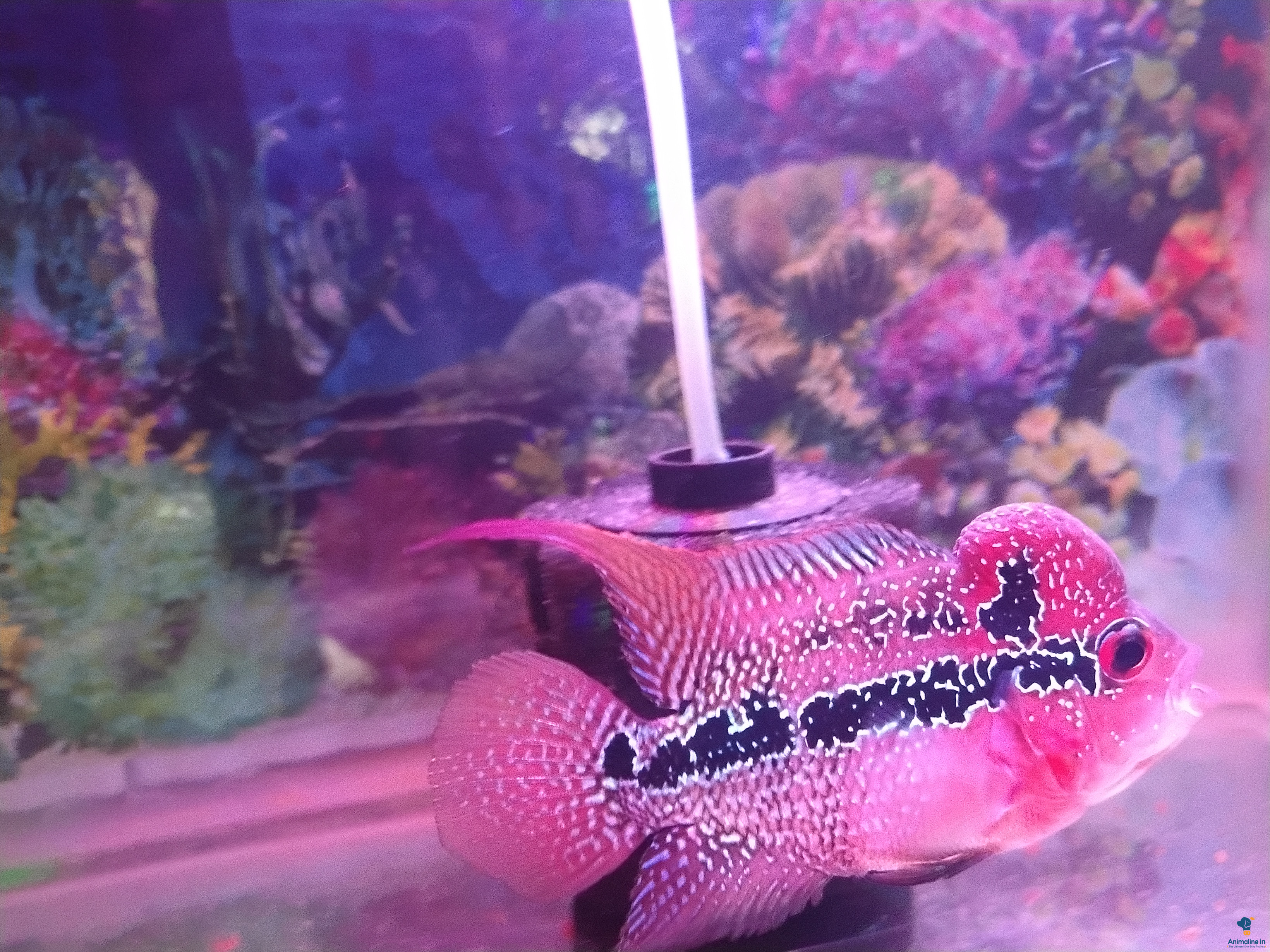 Flowerhorn fish with good quality for sale