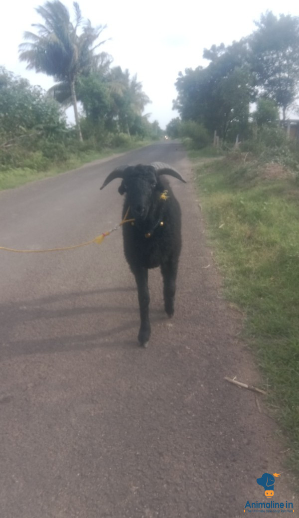 ಪ್ರೀಮಿಯಂ  Sheep {}