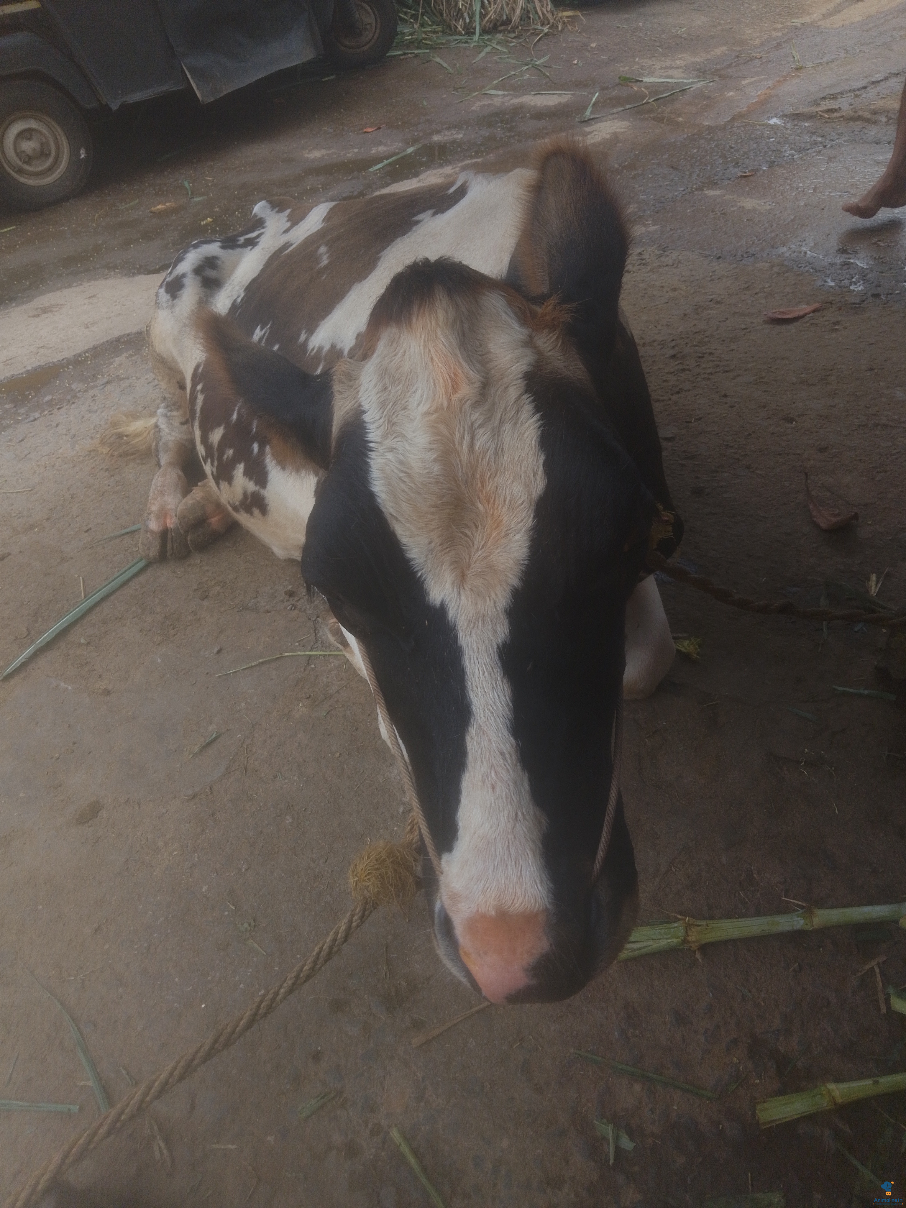 2 ವರ್ಷದ ಆಕಳು