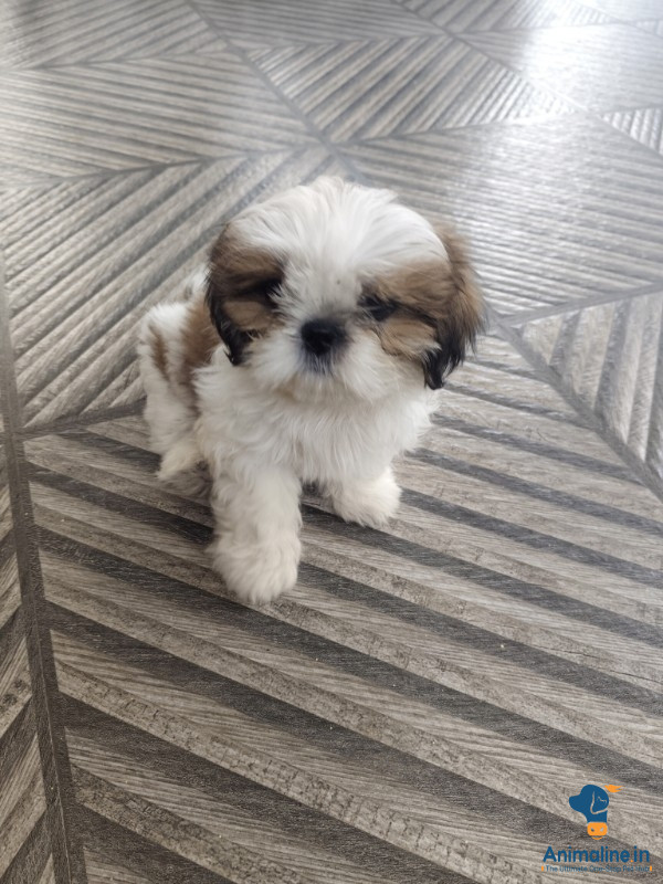2 month shitzu pet 