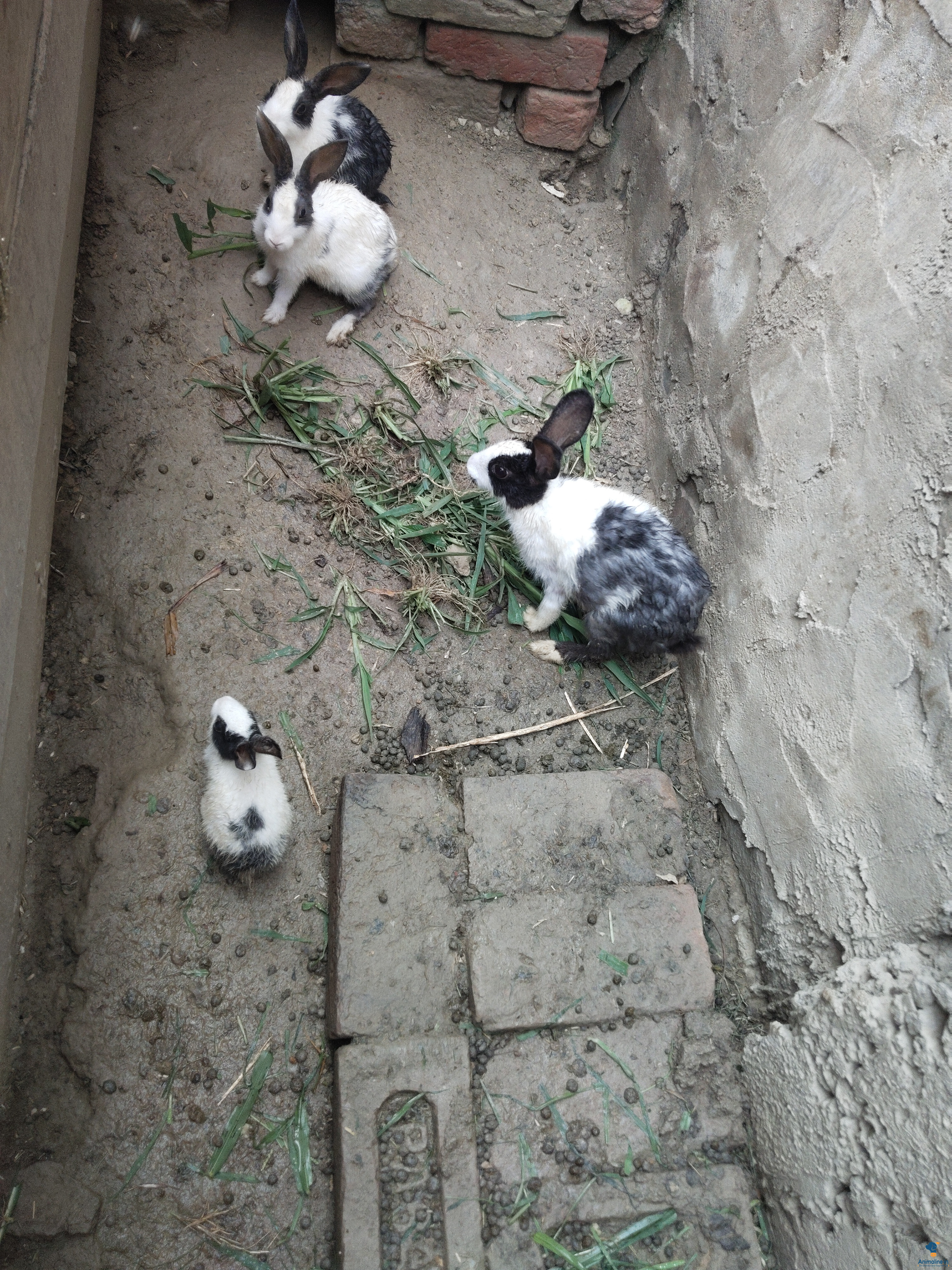 Beautiful rabbits