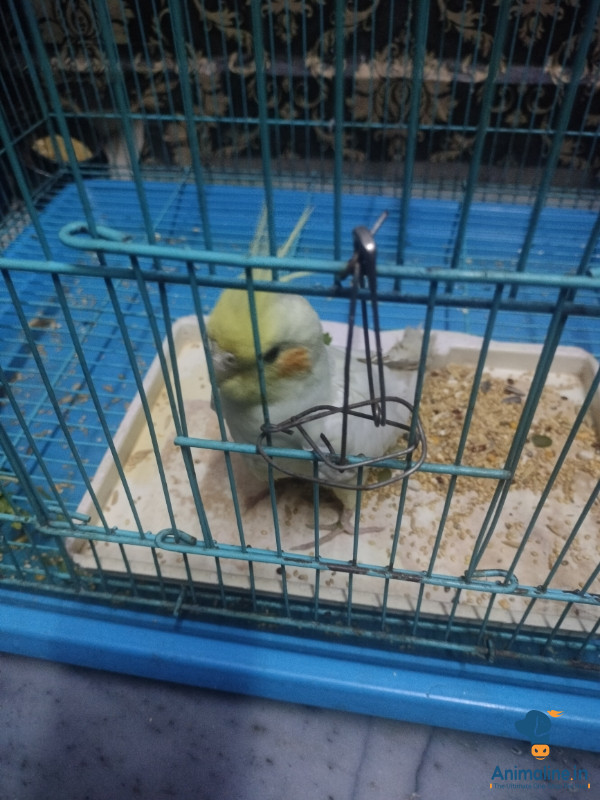 4 months, non hand tamed cockatiel 