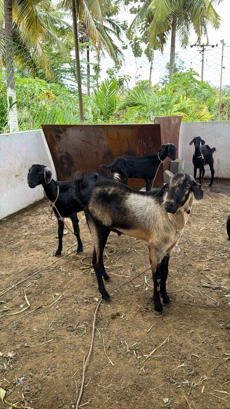 3 Male and 5 female 1 small baby male goat for sale 