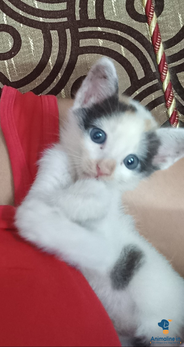 I rescued this 1 month old female cat can't keep cos going out of town