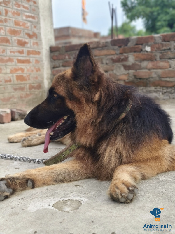 3 years old male dog