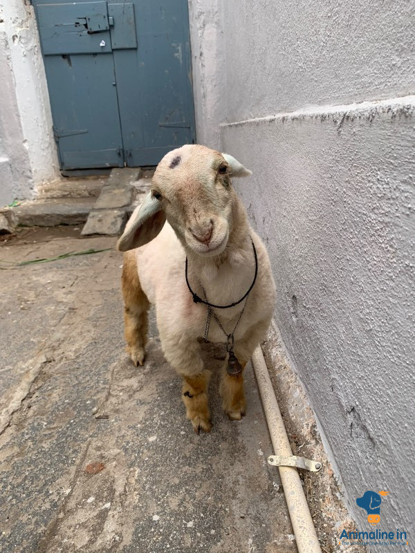 Healthy and Active Male Bannur for Sale
