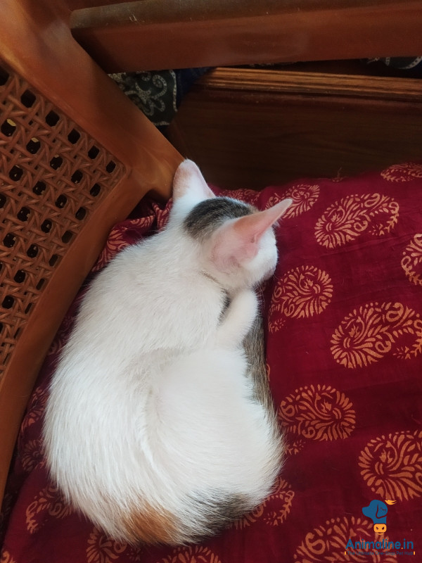 Two months cat 
