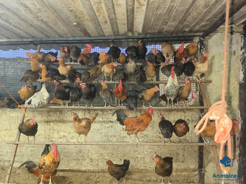 Healthy and Active Male&Females Desi Murgi for sale good qua