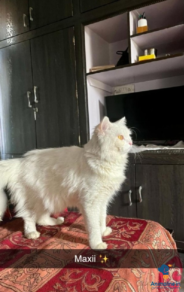 Premium  Cat for Adoption