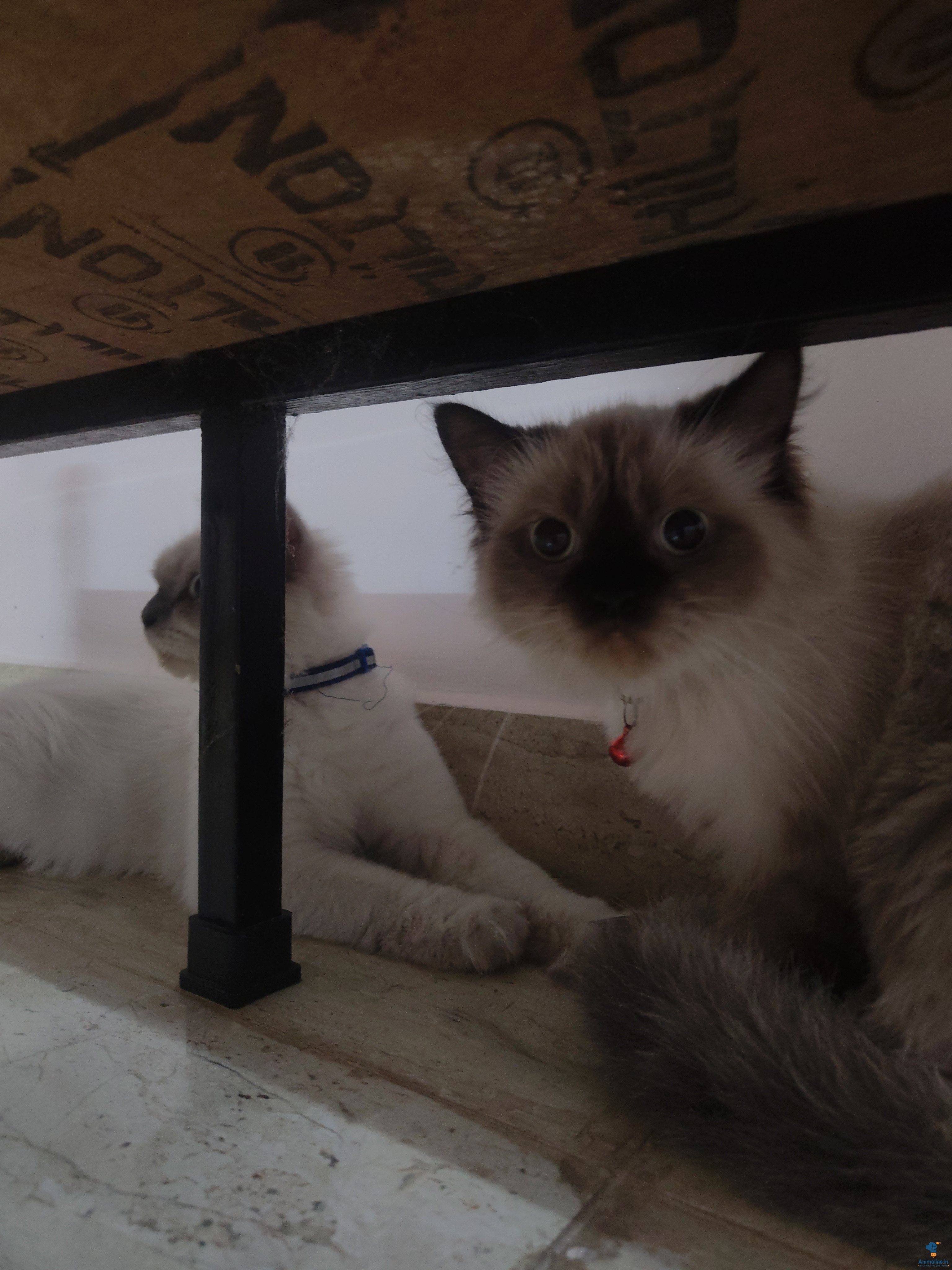 Premium  Cat for Adoption