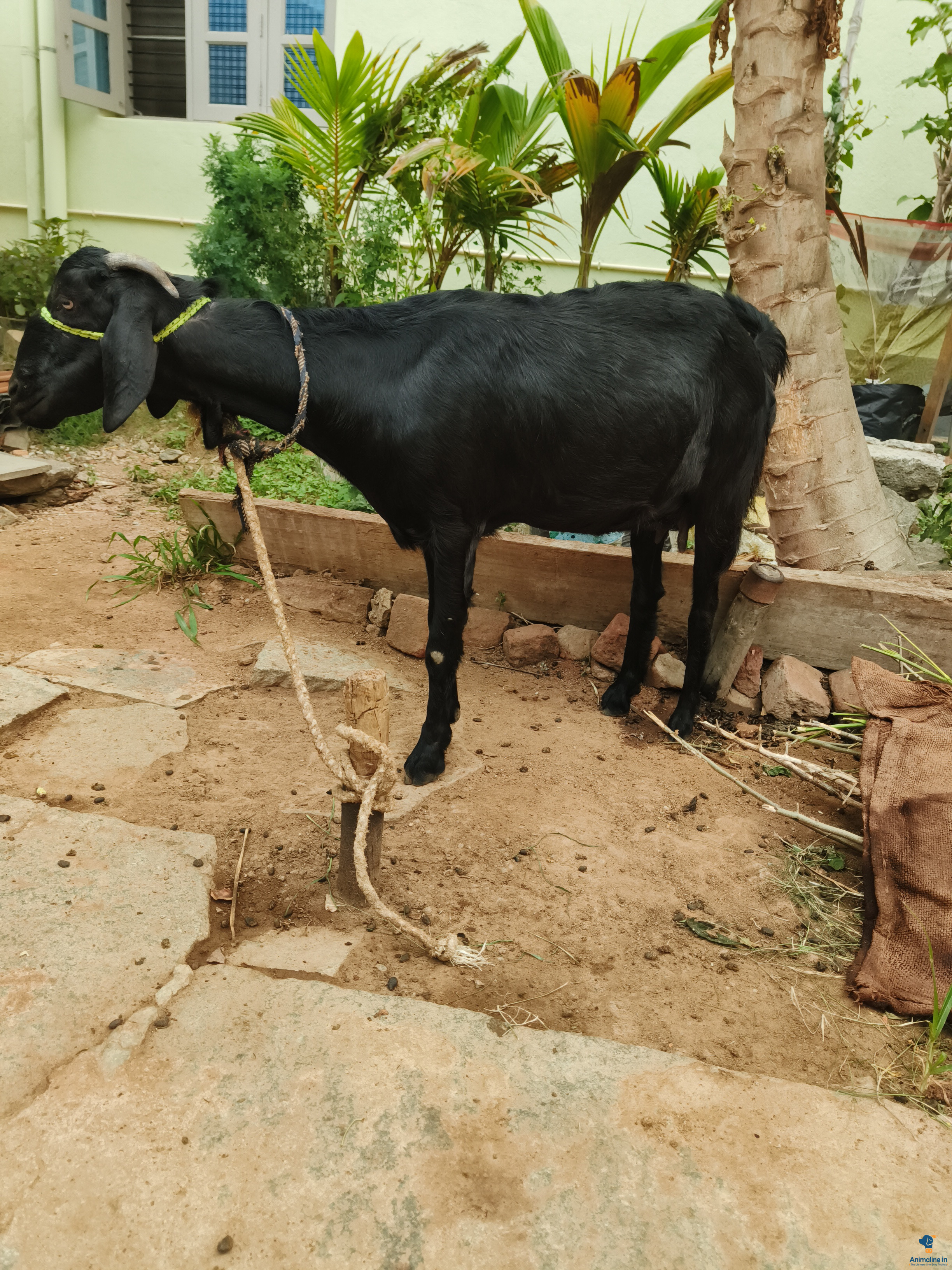2 ವರ್ಷದ ಗಬ್ಬದ ಆಡು 