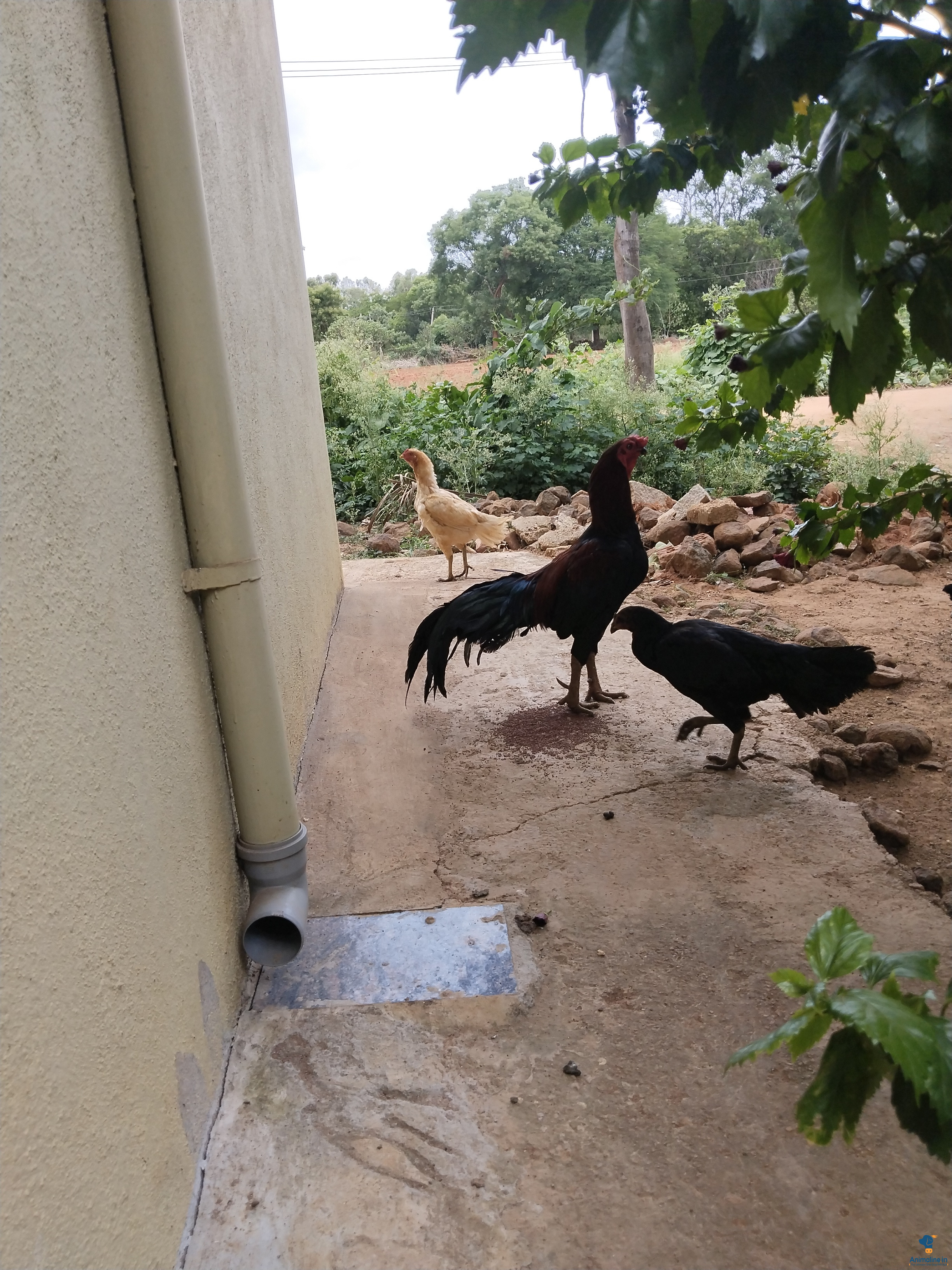 2 years old Male cock 