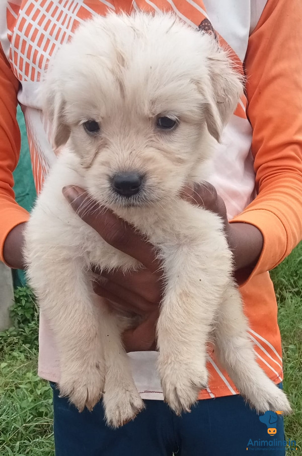 25 old years puppies dog