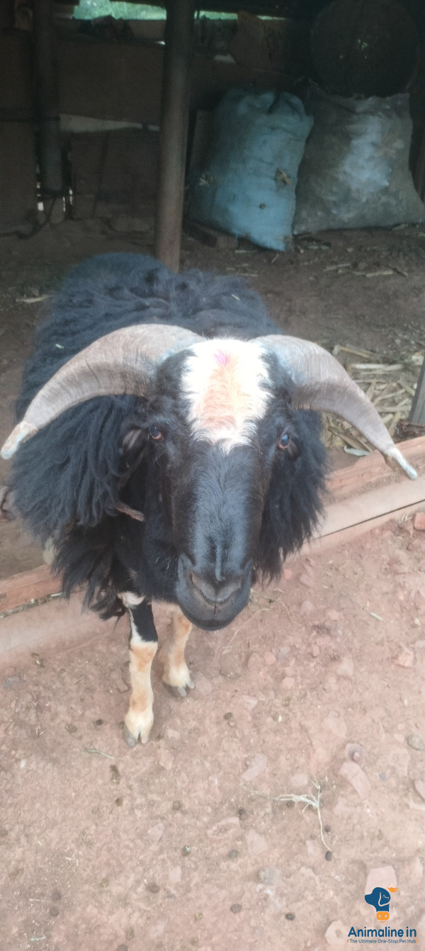 Healthy and Active Male  for Sale