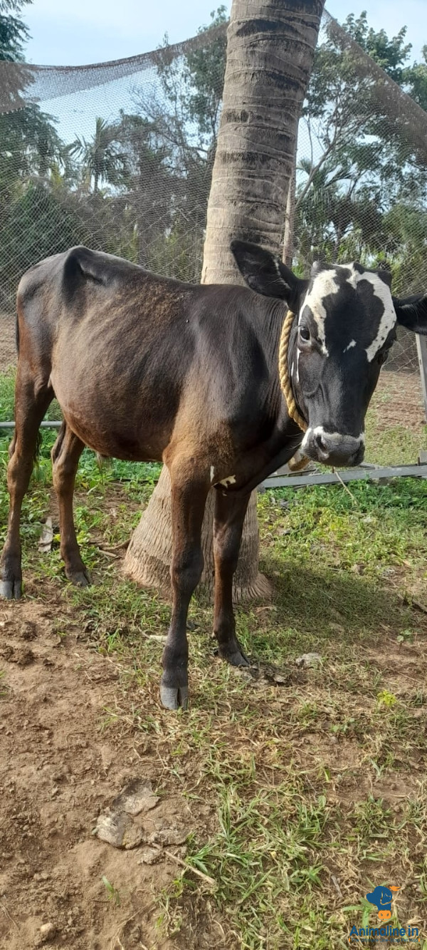 ಜರ್ಸಿ ಗಂಡು ಕರು (Jersey Male Calf) – 6 ತಿಂಗಳು (6 Months) 