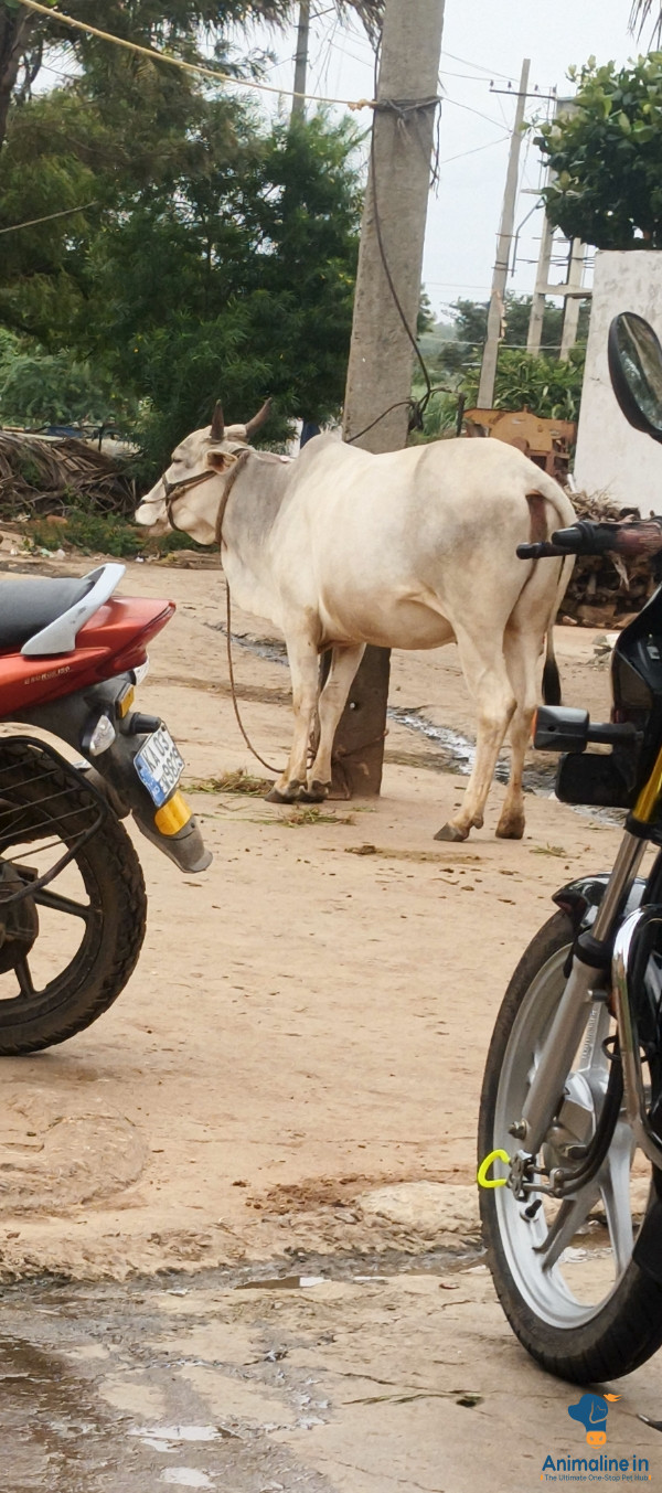 ಮಾರಾಟಕ್ಕಿದೆ ಆರೋಗ್ಯಕರ