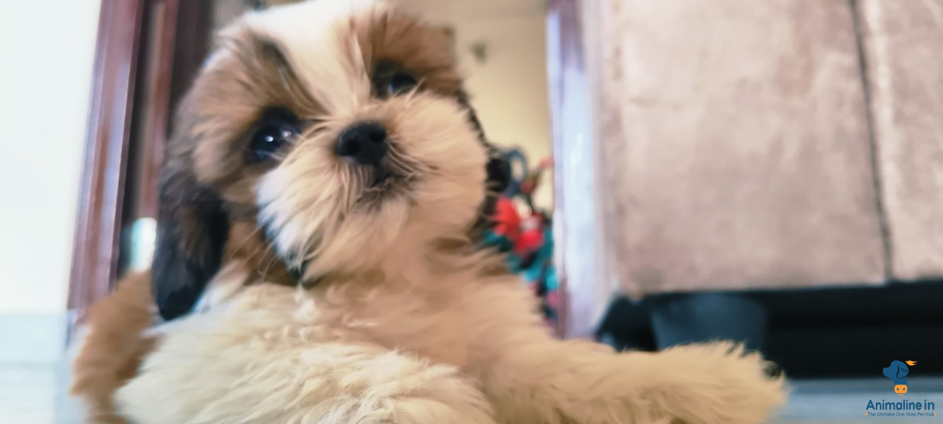 Healthy and Active Male Shih Tzu for Sale