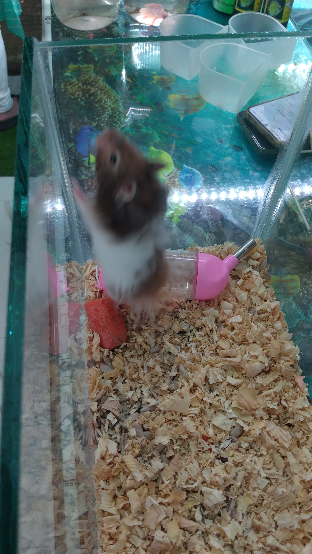 Syrian Hamster with cage