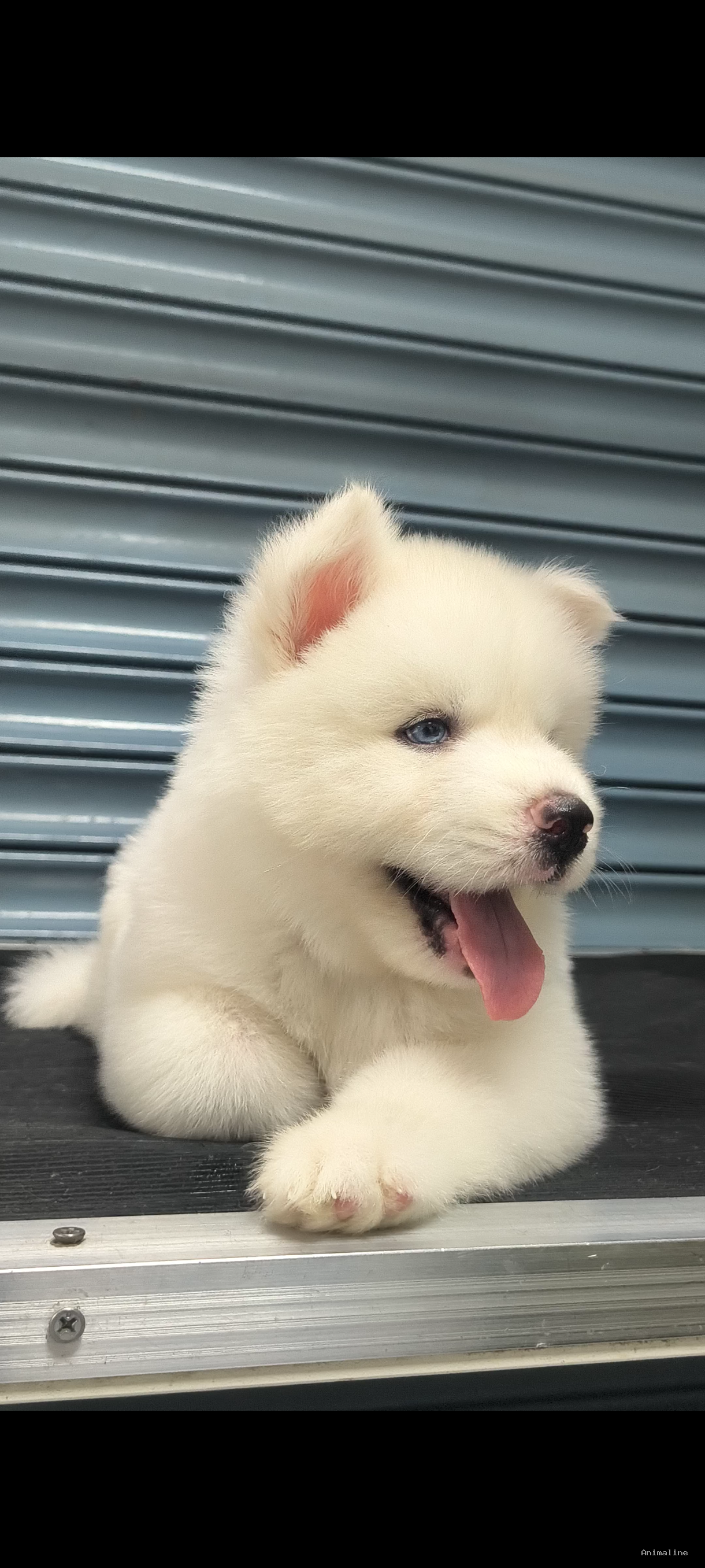 30days female puppy
