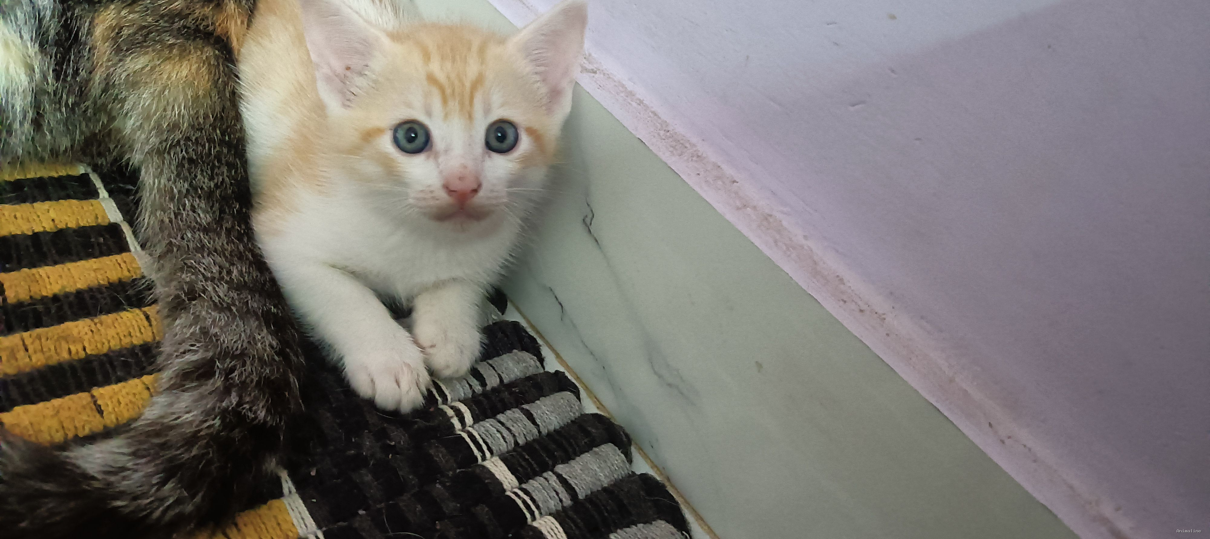 Mother and one male baby kittens for adoption