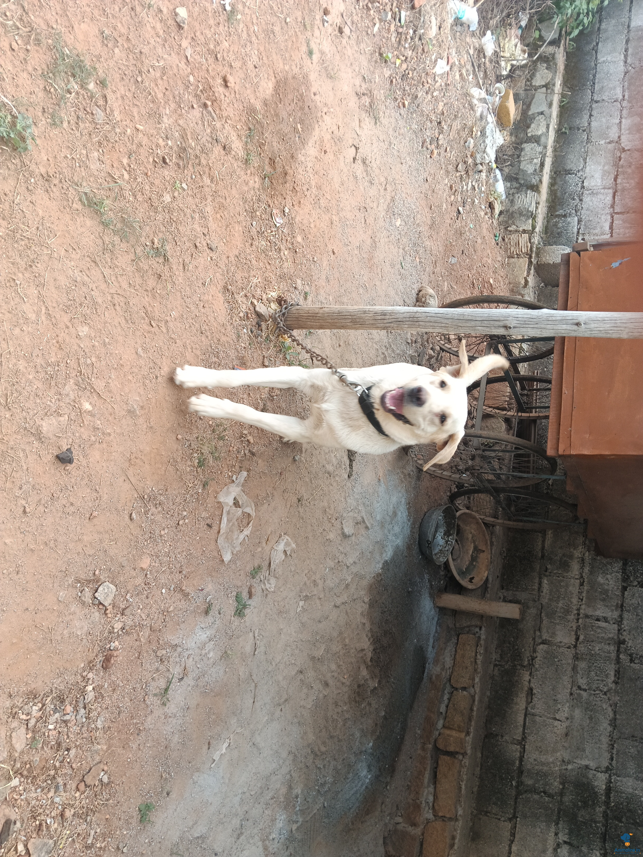 2 years old male dog