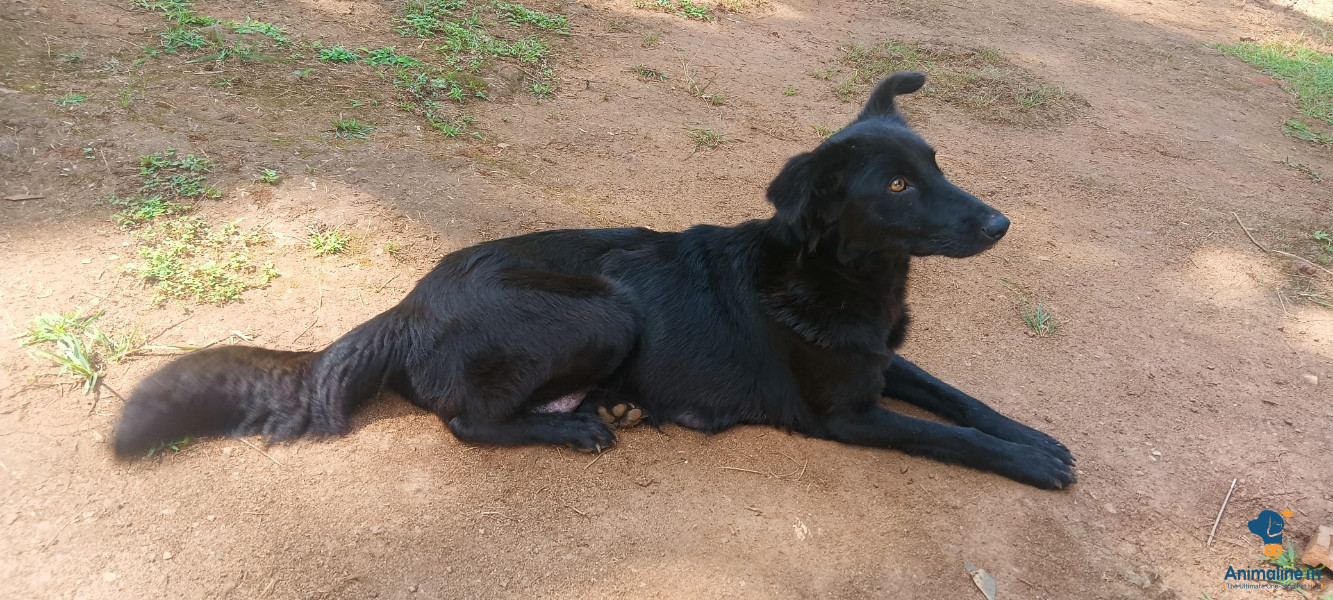 2 Years old female Dog