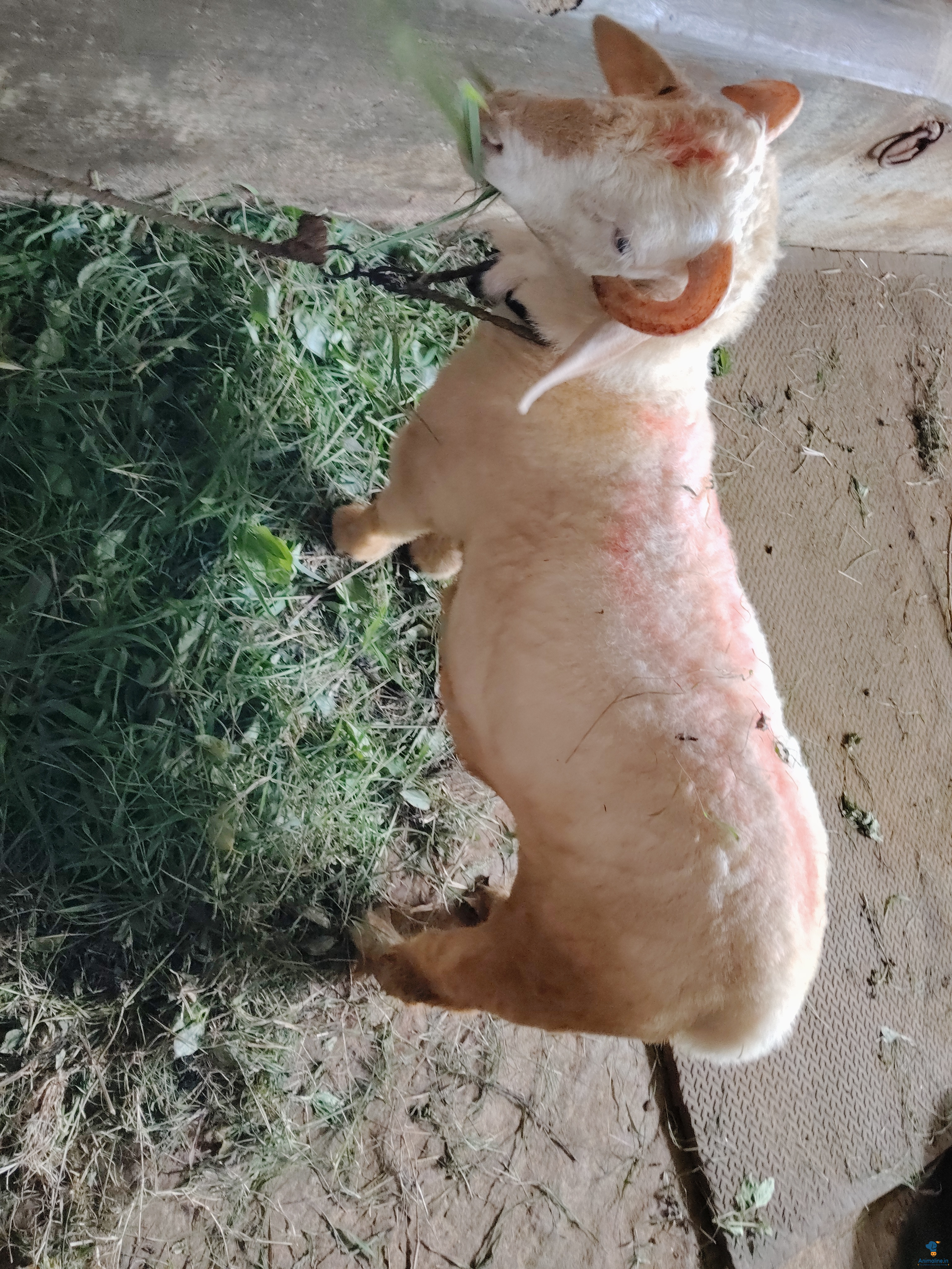 9 month old bannuru sheep