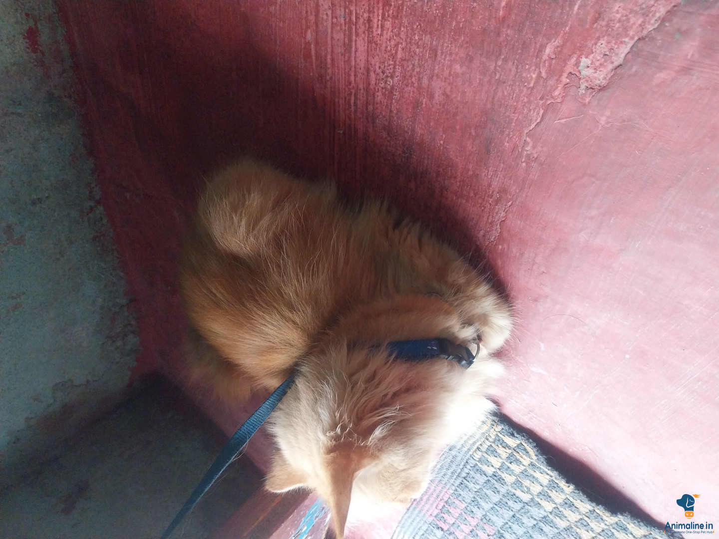 Luxury Property
