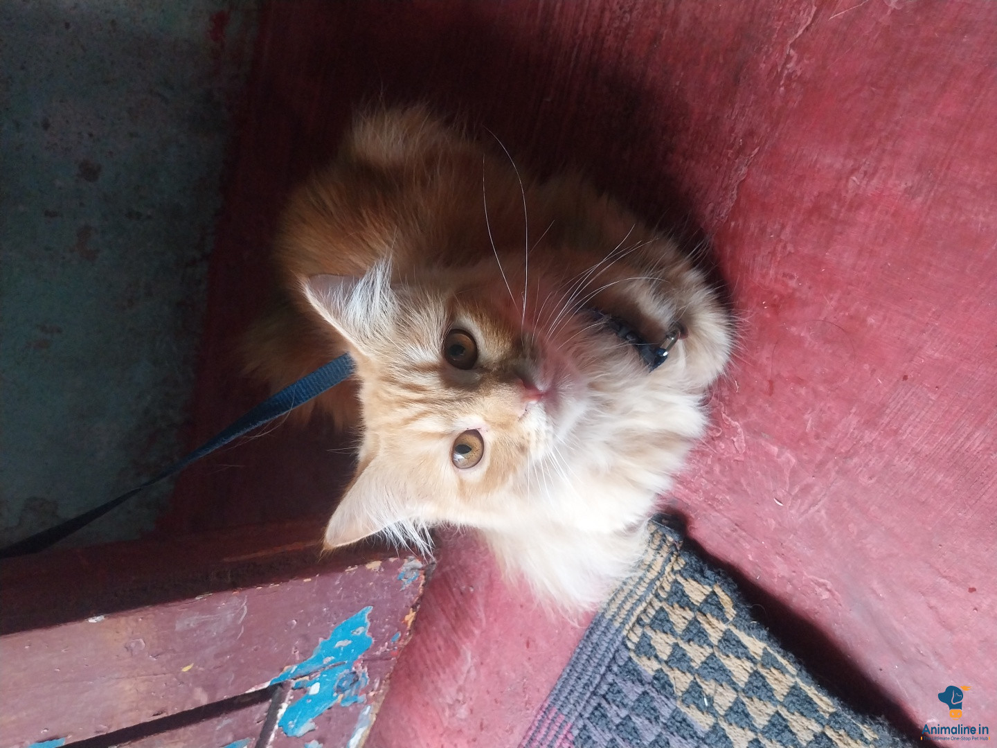 Healthy and Active Female  for Sale