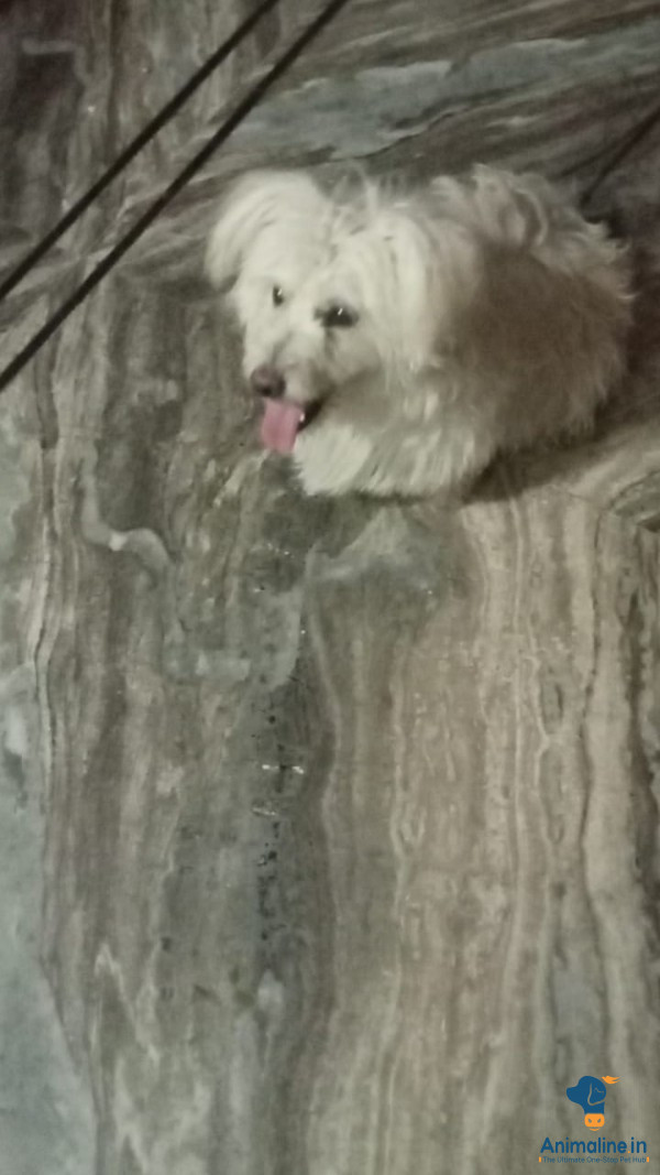 6 moths old dogy female