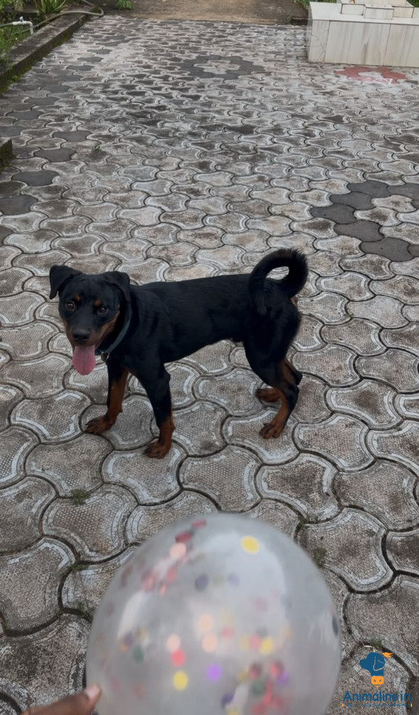 ಪ್ರೀಮಿಯಂ Rottweiler ನಾಯಿ 