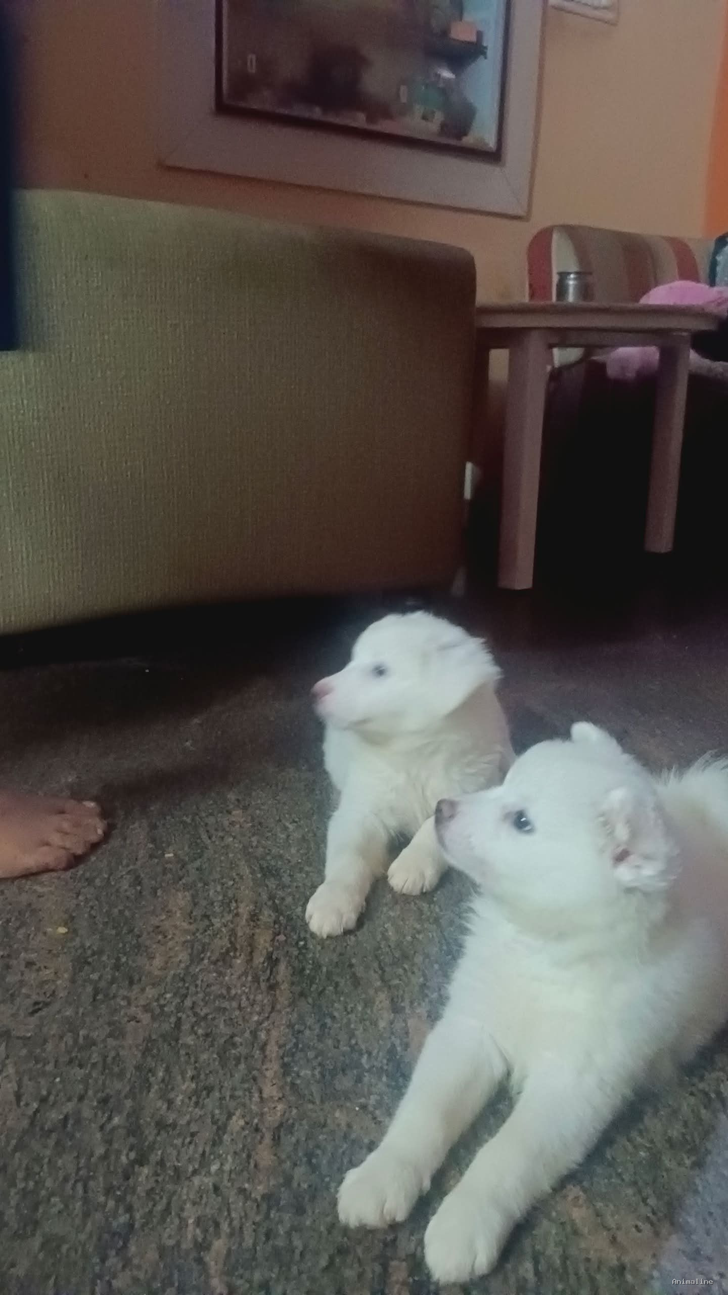 30 days dog white colour