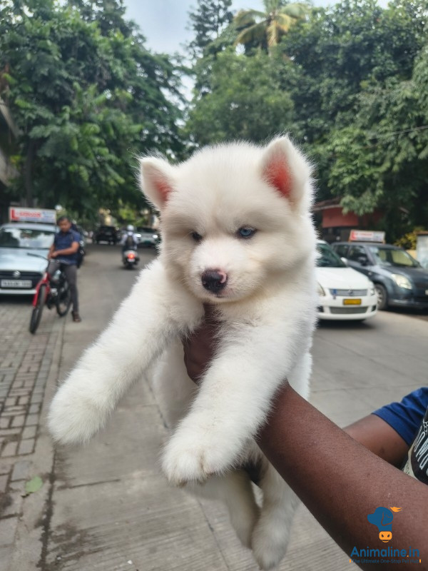 45 days female puppy 