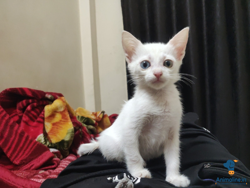 Healthy and Active Female  for Sale