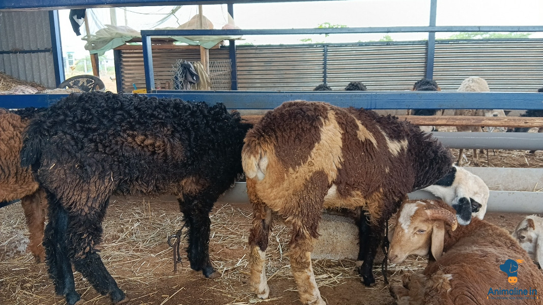 Male Nati sheep