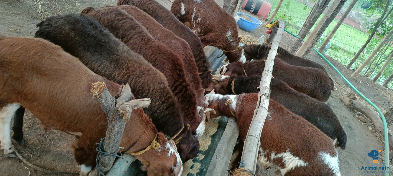 Healthy and Active Male Others for Sale
