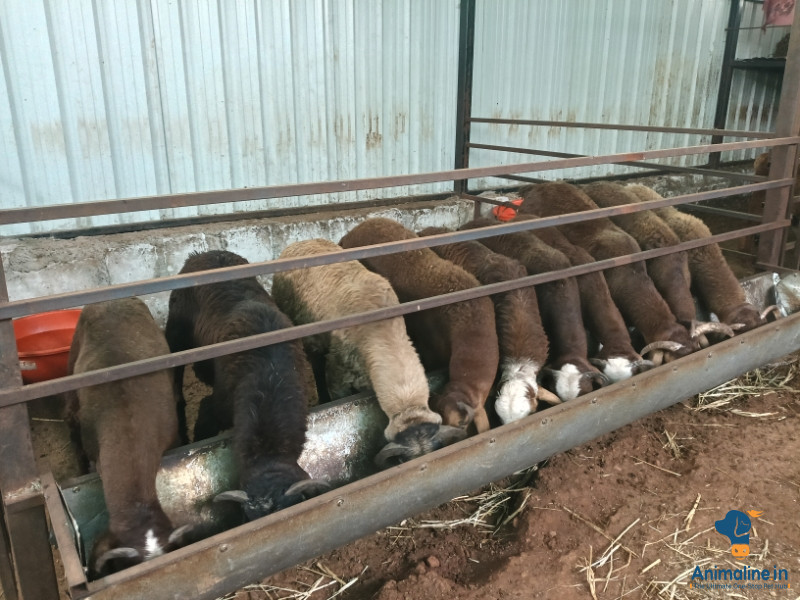 45 Sheep Available for sale 