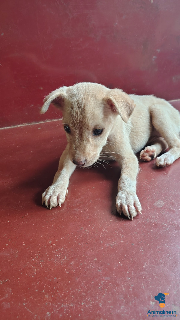 ಮಾರಾಟಕ್ಕಿದೆ ಆರೋಗ್ಯಕರ ಮಹಿಳೆ Normal Dog