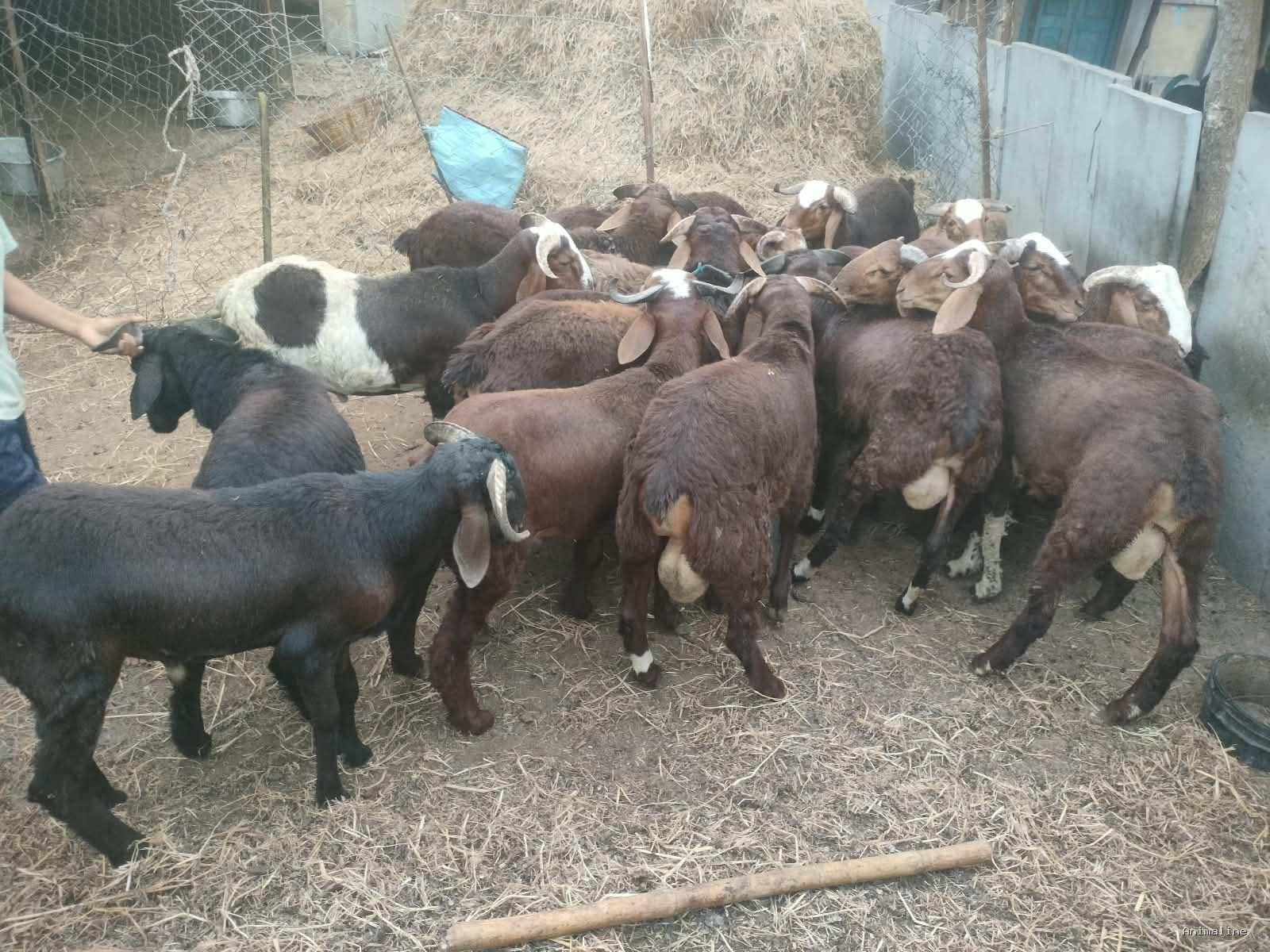 Healthy and Active Male brahmasamudram for Sale