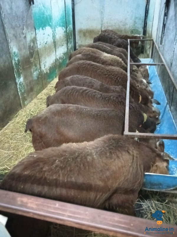 ಆರು ತಿಂಗಳ ಮರಿ 