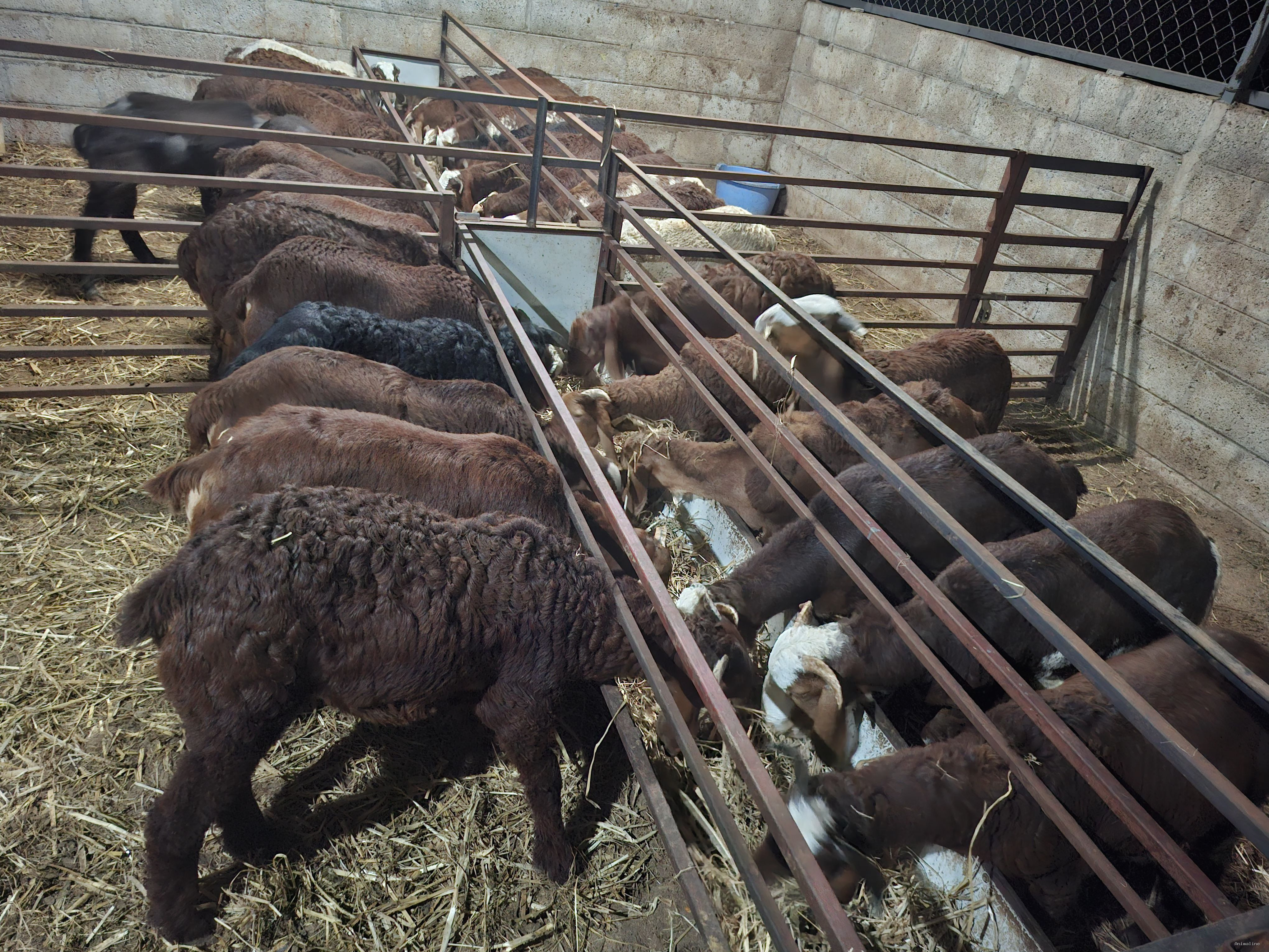 Healthy and Active Sindhanur sheep available for Sale
