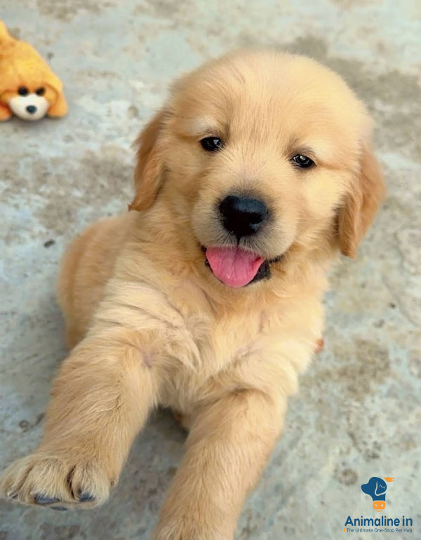 1 month 13 days female dog