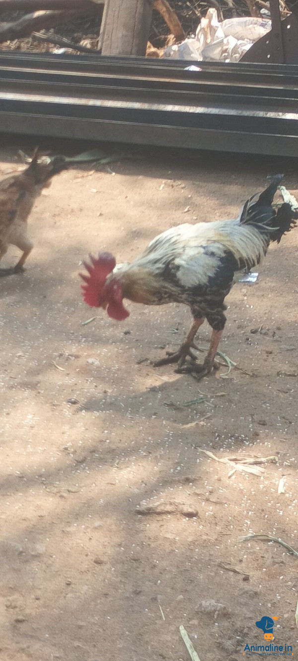 1 ವರ್ಷದ ಕೋಳಿ 