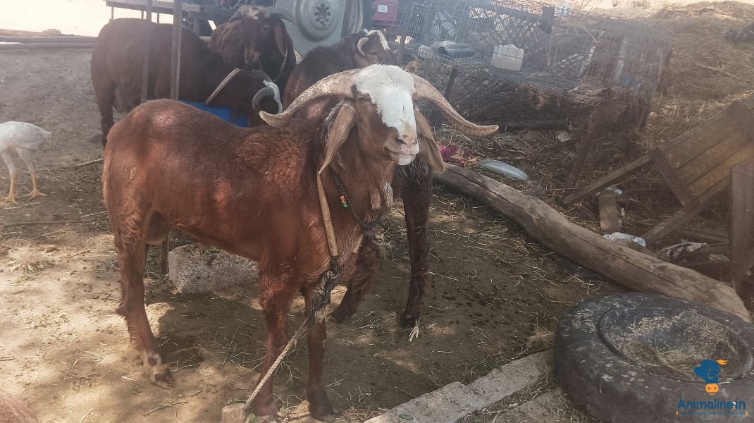2 year male sheep